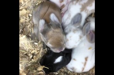 Mini Holland Lop MiX Sweet Cute Bunnies