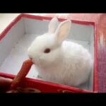 Baby bunny eating little carrot