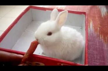 Baby bunny eating little carrot