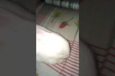 Cute bunny sleeping 🐰🐰