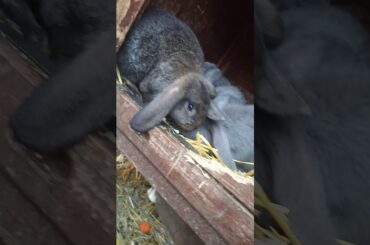 Baby bunnies eating ❤️