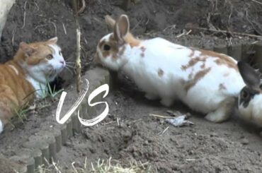 Cats vs Rabbit !!