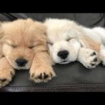 Cute baby animals Videos - funny animal 2020 - Soo Cute! #62