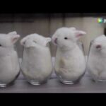 Bunnies in Cups Voiceover