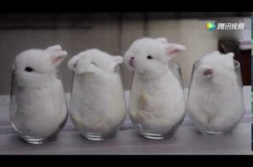 Bunnies in Cups Voiceover