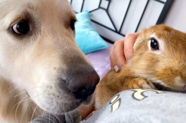 The Dog is Jealous of Rabbit and wants to be carried in owner's arms too
