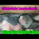 5 Cute Baby Bunnies Day 5 (DOB: February 21, 2020) - Bongskie Rabbitry Cebu - Bisdak Edition