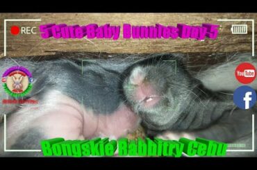 5 Cute Baby Bunnies Day 5 (DOB: February 21, 2020) - Bongskie Rabbitry Cebu - Bisdak Edition