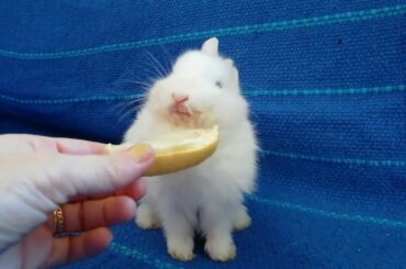 CONEJO COME LIMON POR PRIMERA VEZ! FUNNY BUNNY, CUTE RABBIT.