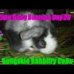 2 Cute Baby Bunnies Day 26 (DOB: Jan 30, 2020) - Bongskie Rabbitry Cebu - Bisdak Edition