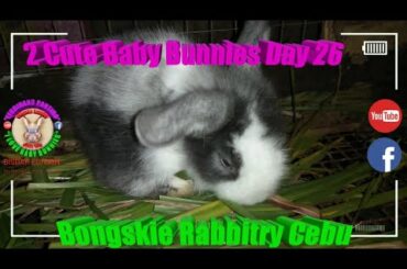 2 Cute Baby Bunnies Day 26 (DOB: Jan 30, 2020) - Bongskie Rabbitry Cebu - Bisdak Edition