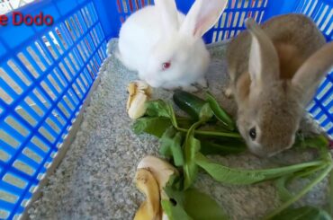 Cute little rabbit eating