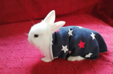 CONEJOS GRACIOSOS, RECOPILACIÓN. CUTE RABBITS FUNNY BUNNIES..