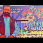 Abbas rabbit farm Pakistan|| cute rabbits video