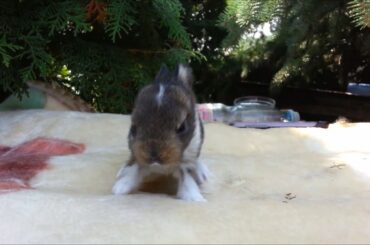 Hyperactive Baby Rabbit