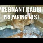 Pregnant rabbit preparing nest