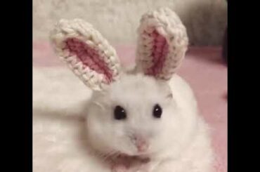 Who wants this cute bunny? 😇