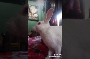 Tik tok popular cute rabbits