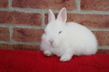 CONEJO TIENE SUEÑO! BEBE DORMILON, FUNNY RABBIT, CUTE BUNNY.