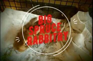 Comparing Two Cute Baby Bunnies with a One Week Age Difference