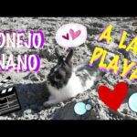 CONEJO VA A LA PLAYA, cute BUNNY, funny rabbit!! 🐰🐇