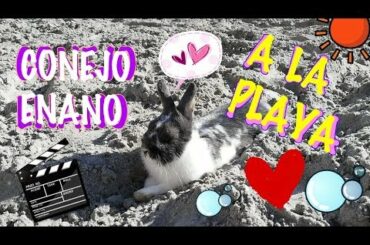 CONEJO VA A LA PLAYA, cute BUNNY, funny rabbit!! 🐰🐇