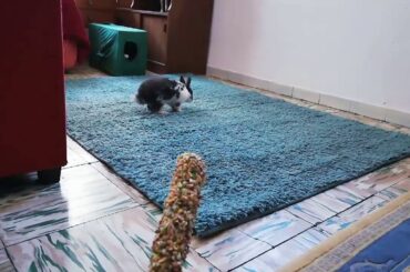 CONEJO prueba BARRITA de CEREALES, FUNNY RABBIT, CUTE BUNNY.