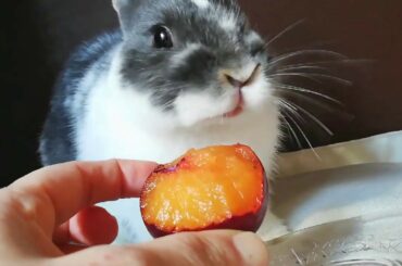 ASMR- CONEJO FELIZ CON SU CIRUELA, ASMR - FUNNY RABBIT, CUTE BUNNY.