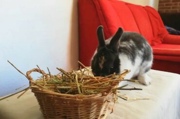 ASMR / CONEJO COMIENDO ALFALFA Y HENO, FUNNY RABBIT,  CUTE BUNNY. 🐰