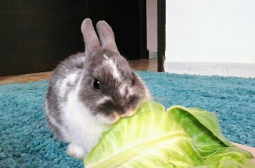 ASMR / CONEJO COMIENDO BERZA, FUNNY RABBIT EATING A CABBAGE, CUTE BUNNY. 🐰🌿