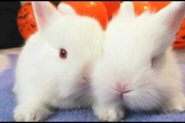 Mis CONEJITOS BEBES preparan HALLOWEEN, my BABY BUNNIES con 19 días.  🐰🍼