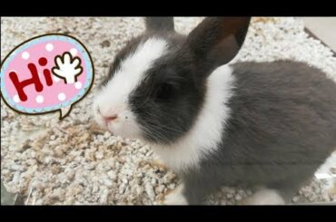 Cute bunny, Conejito panda, jugando y comiendo feliz. 🐰🐼