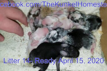 Baby Bunnies Jumping Like Popcorn!