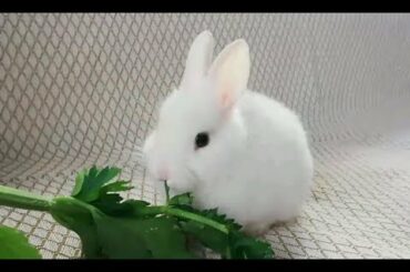 ASMR - CONEJO COMIENDO APIO FRESCO, FUNNY RABBIT, CUTE BUNNY.