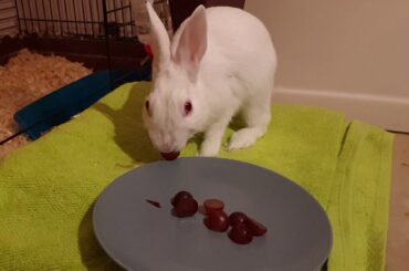 Cute Bunny Eating Grapes