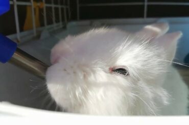 ASMR / CONEJO BEBIENDO AGUA, RABBIT IS THIRSTY, CUTE BUNNY.