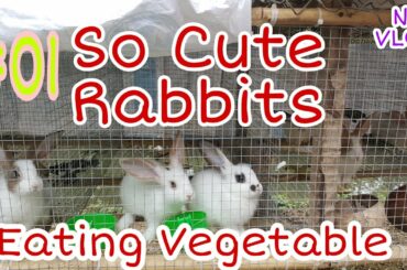 NY VLOG #01  Cute And Mischievous Rabbits
