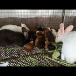 Cutest Rabbits - Rabbits Videos - Cute Rabbits - Rabbits Eating - Rabbits