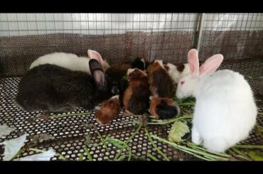 Cutest Rabbits - Rabbits Videos - Cute Rabbits - Rabbits Eating - Rabbits