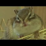 Mischievous Chipmunk & Cheeky Rabbit The Real-Life Chip'N'Dale LOL | Kritter Klub