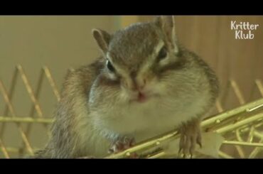 Mischievous Chipmunk & Cheeky Rabbit The Real-Life Chip'N'Dale LOL | Kritter Klub
