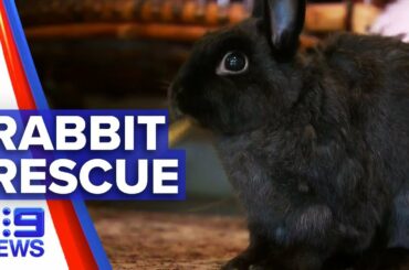 Owners of rabbit orphanage might be forced to close | Nine News Australia