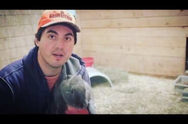 WHAT'S WRONG WITH OUR RABBIT SETUP?!?