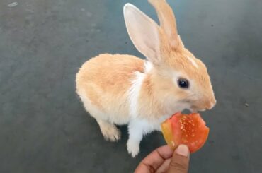 Rabbit baby eating tomatoes ASMR