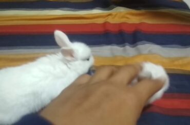 Cute baby bunnies 🐰🐇