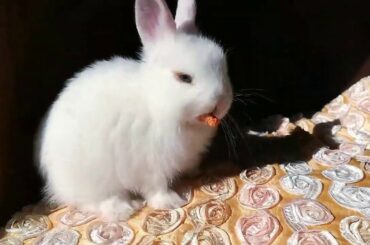 FUNNY RABBIT, CUTE BUNNY, ASMR / CONEJO BEBÉ FELIZ AL SOL.