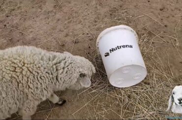 Dylan, Willow and Hannah checking out the bucket
