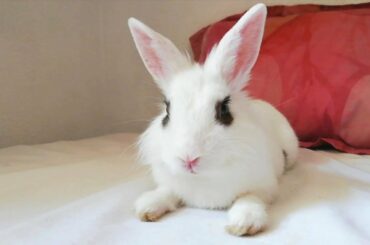 CONEJO DESCANSANDO EN MI CAMA, CUTE BUNNY. 🐇