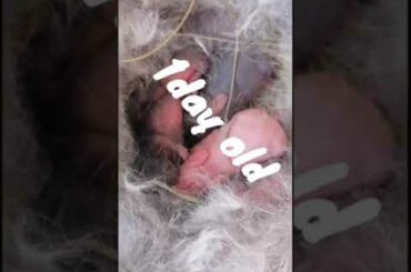The Cutest Baby Rabbit New born to 15days