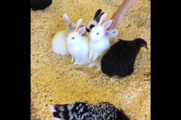 Cute Bunnies & Chickens
